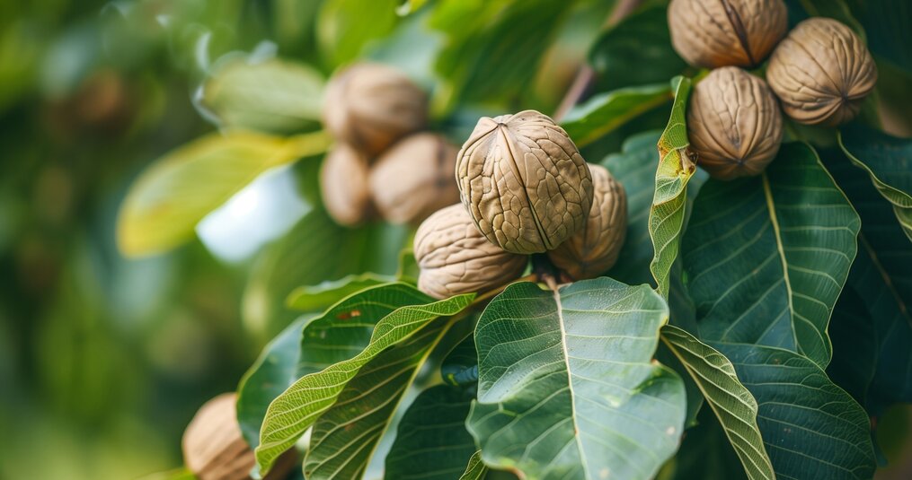 Waarom vallen mijn noten te vroeg van de boom? Dit is wat er echt aan de hand is