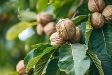 Waarom vallen mijn noten te vroeg van de boom? Dit is wat er echt aan de hand is