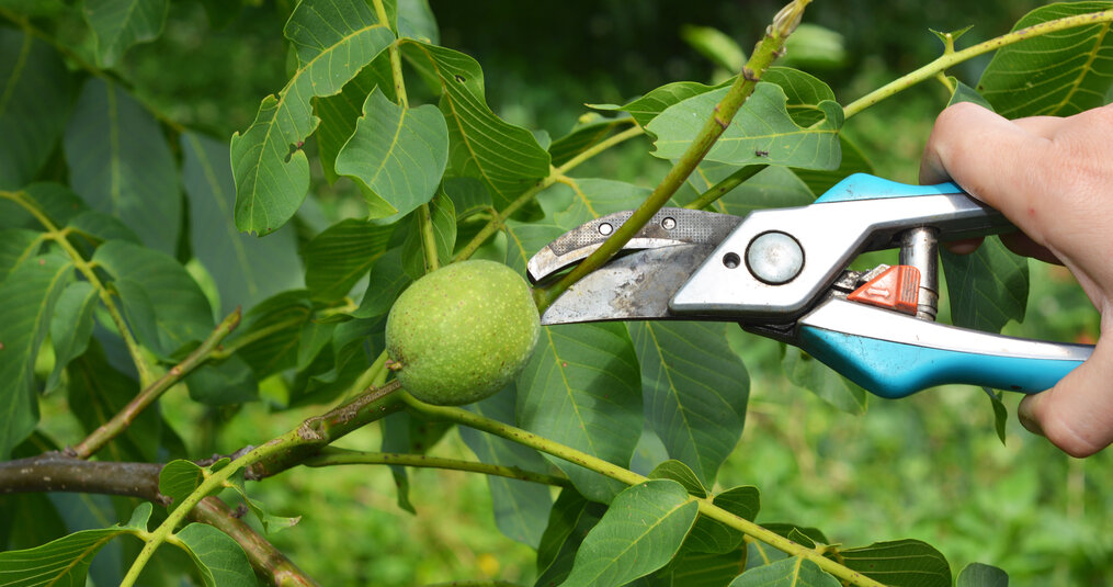 Notenboom snoeien: zo pak je het goed aan