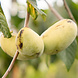 Special fruit trees