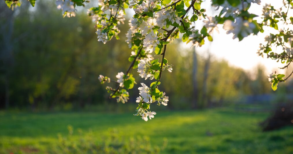 Welke notenboom past bij jouw tuin?