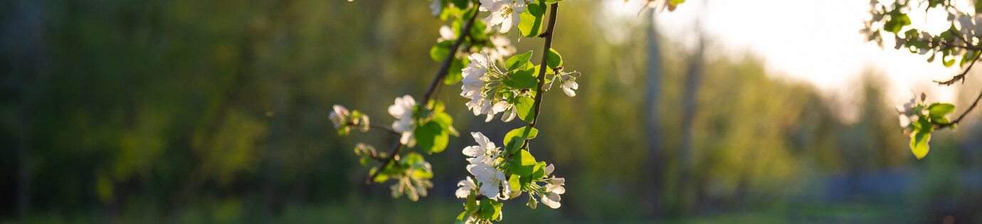 Welke notenboom past bij jouw tuin?