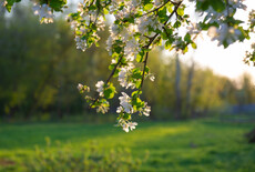 Welke notenboom past bij jouw tuin?
