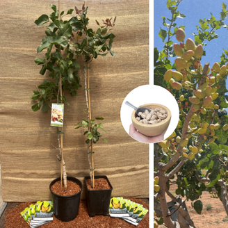 Jonge Pistache pakket - 2 stuks Pistacia's in soorten - 1x  Pistacia vera Peeter - 1x Pistacia vera Kerman