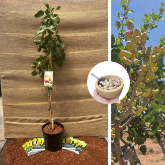 Junge Pistazienbaum Pistacia vera Peeter