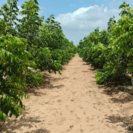 Pecan Jonge Pekan nootboom | Carya  illinoinensis  'Mohawk'