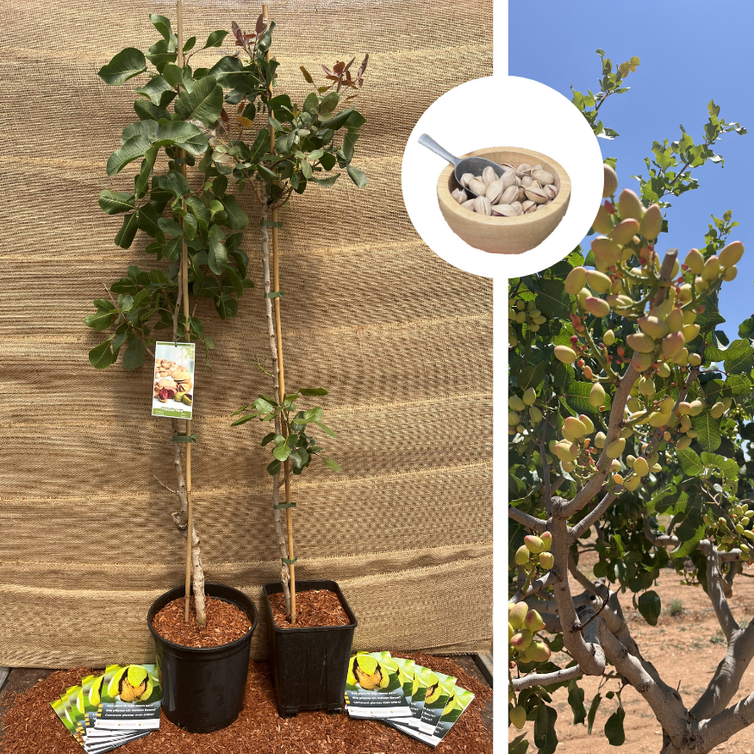 Jonge Pistache pakket - 2 stuks Pistacia's in soorten - 1x  Pistacia vera Peeter - 1x Pistacia vera Kerman