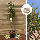 Jeune Pistachier Pistacia vera Kerman
