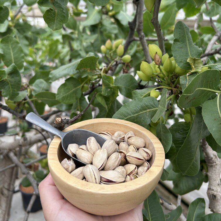 Young Pistachio tree Pistacia vera Kerman