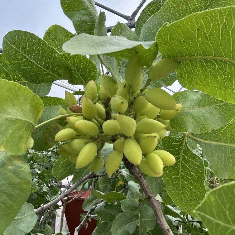 Jeune Pistachier Pistacia vera Kerman