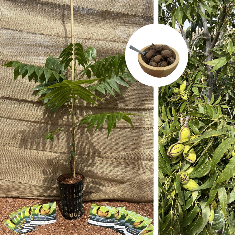 Pecan Jonge Pekan nootboom | Carya  illinoinensis  'Mohawk'