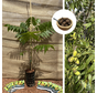 Jonge Pekan nootboom | Carya  illinoinensis  'Mohawk'