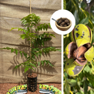 Pecan Junge Pekannuss baum | Carya illinoinensis 'Wichita'