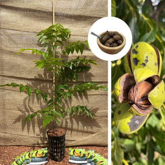 Pecan Jeune Pecanier | Carya illinoinensis 'Wichita'