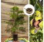 Jonge Pekan nootboom | Carya illinoinensis 'Wichita'