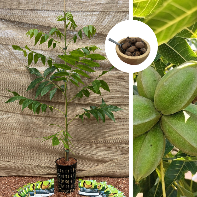 Pecan Jeune Pacanier | Carya  illinoinensis 'Pawnee'