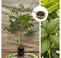 Jeune Pacanier | Carya  illinoinensis 'Pawnee'