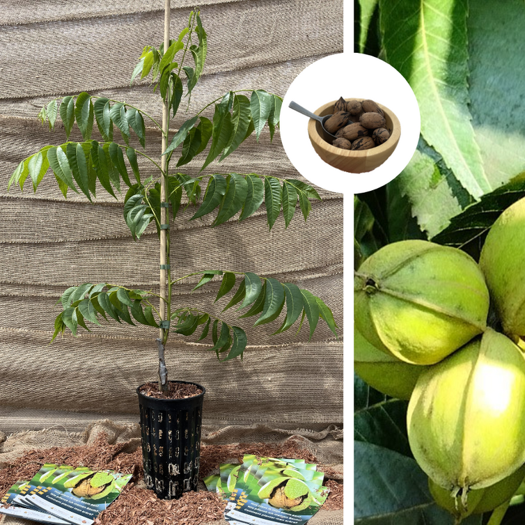 Pecan Jeune Pecanier | Carya illinoinensis 'Choctaw'