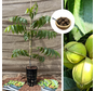 Jeune Pecanier | Carya illinoinensis 'Choctaw'