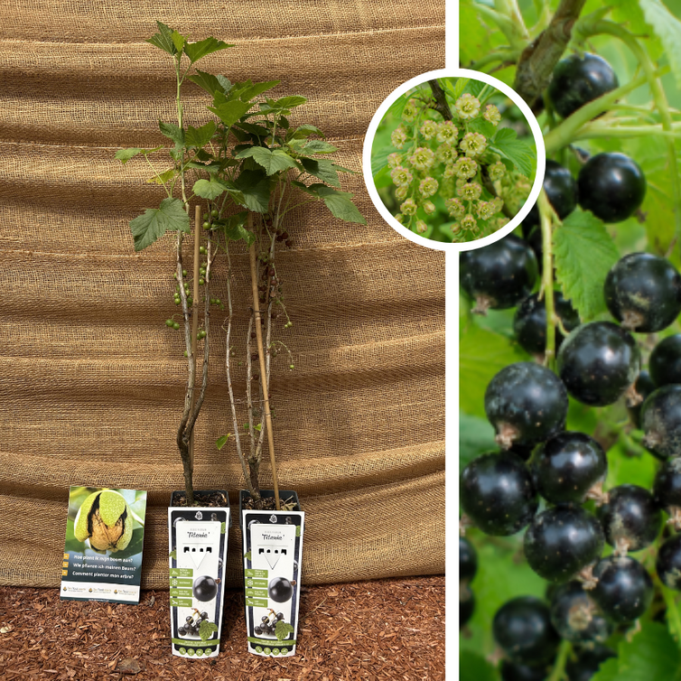 Blackcurrant Ribes nigrum Titania - 2 pieces