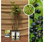 Blackcurrant Ribes nigrum Titania - 2 pieces
