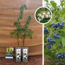 Blauwe bosbessenstruik | Vaccinium corymbosum Emblue - 2 stuks