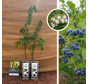 Heidelbeerstrauch | Vaccinium corymbosum Emblue – 2 Stück