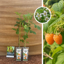 Gelber Sommerhimbeerstrauch | Rubus idaeus Golden Bliss – 2 Stück