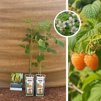Gelbe Sommerhimbeere Rubus idaeus Golden Bliss – 2 Stück