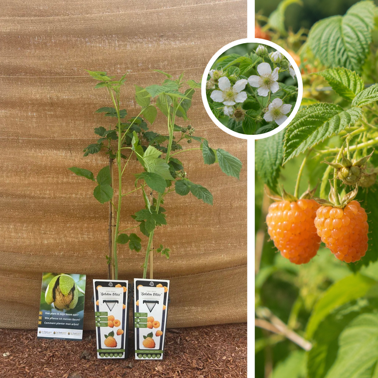 Yellow Summer Raspberry Bush | Rubus idaeus Golden Bliss - 2 Pieces