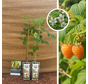 Gelber Sommerhimbeerstrauch | Rubus idaeus Golden Bliss – 2 Stück