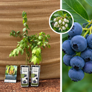 Blueberry Bush | Vaccinium corymbosum Goldtraube 71 - 2 Pieces