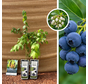 Arbuste de myrtilles | Vaccinium corymbosum Goldtraube 71 - 2 pièces