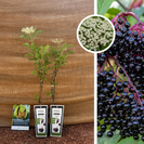 Black Elderberry Bush | Sambucus nigra Haschberg - 2 Pieces