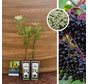 Black Elderberry Bush | Sambucus nigra Haschberg - 2 Pieces