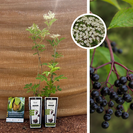 Schwarzer Holunderstrauch | Sambucus nigra Korsor – 2 Stück