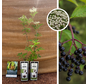 Black Elderberry Bush | Sambucus nigra Korsor - 2 Pieces