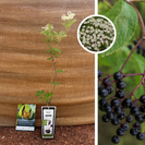 Schwarzer Holunderstrauch | Sambucus nigra Korsor
