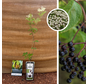 Zwarte vlierstruik | Sambucus nigra Korsor