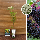 Zwarte vlierstruik | Sambucus nigra Haschberg
