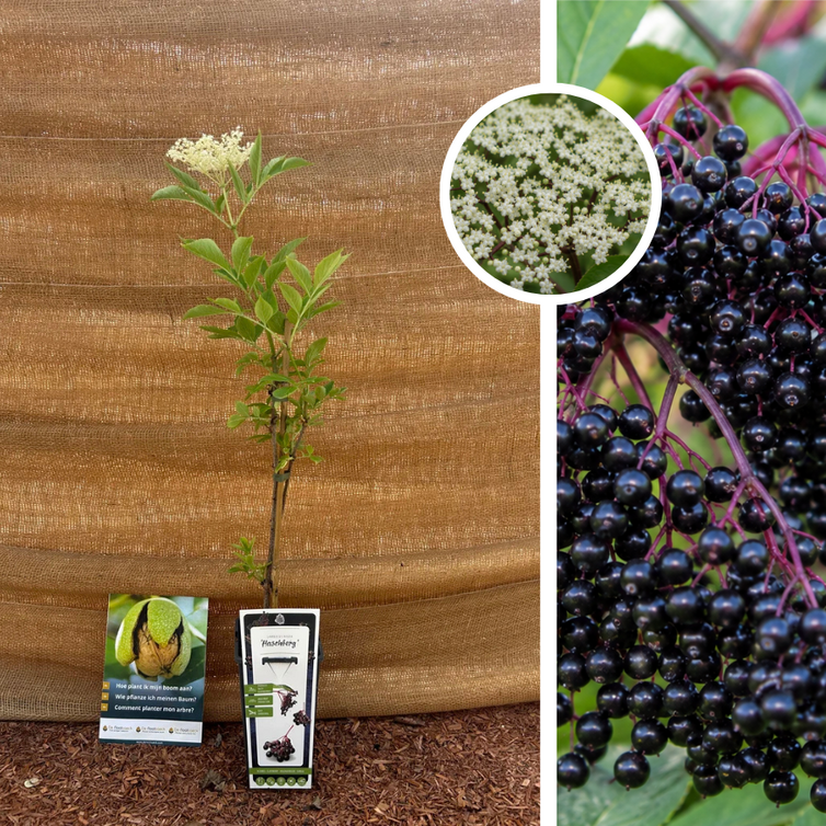 Zwarte vlierstruik | Sambucus nigra Haschberg
