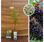 Zwarte vlierstruik | Sambucus nigra Haschberg