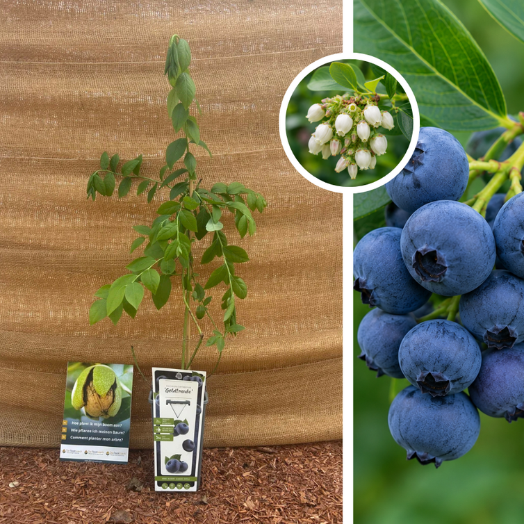 Arbuste de myrtilles | Vaccinium corymbosum Goldtraube 71