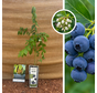 Arbuste de myrtilles | Vaccinium corymbosum Goldtraube 71