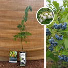 Blauwe bosbessenstruik | Vaccinium corymbosum Emblue