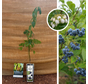 Heidelbeerstrauch | Vaccinium corymbosum Emblue