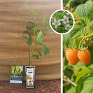 Gelber Sommerhimbeerstrauch | Rubus idaeus Golden Bliss