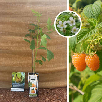 Golden Summer Raspberry Rubus idaeus Golden Bliss