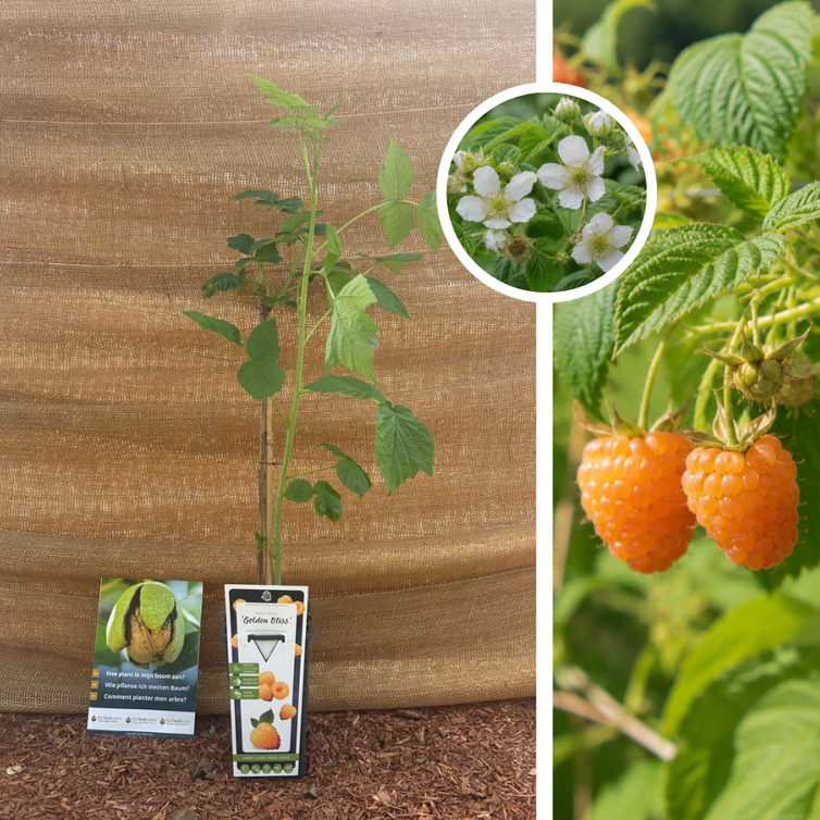 Gelber Sommerhimbeerstrauch | Rubus idaeus Golden Bliss