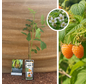 Gelber Sommerhimbeerstrauch | Rubus idaeus Golden Bliss